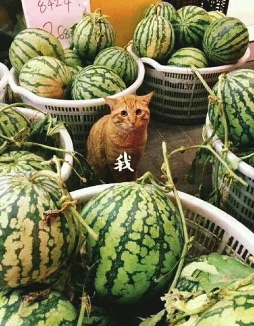 吃瓜 肖,吃瓜群众视角下的肖氏传奇