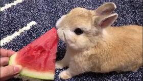 兔子吃瓜小说,一场奇幻冒险的瓜界传奇