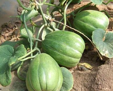 老瓜吃瓜,揭秘娱乐圈的瓜田秘闻