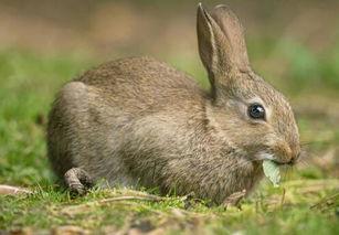 窝兔吃瓜,揭秘娱乐圈那些不为人知的幕后故事