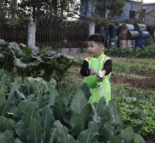 群众吃瓜不要菜,品味生活