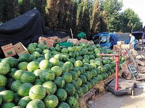 临沂地雷吃瓜,一场别开生面的“吃瓜”盛宴