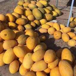 瓜洲吃瓜,一场别开生面的“吃瓜”盛宴